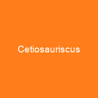 Cetiosauriscus