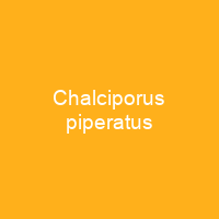 Chalciporus piperatus