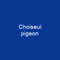 Choiseul pigeon