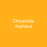 Chrysiridia rhipheus