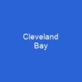 Cleveland Bay