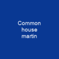 Common house martin