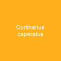 Cortinarius caperatus