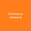 Cortinarius violaceus