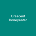 Crescent honeyeater