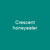 Crescent honeyeater