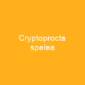 Cryptoprocta spelea