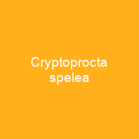 Cryptoprocta spelea