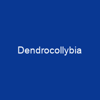 Dendrocollybia