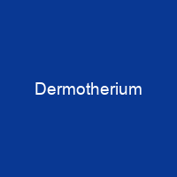 Dermotherium