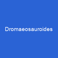 Dromaeosauroides