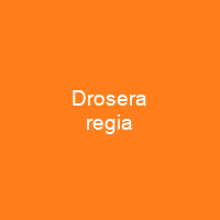 Drosera regia