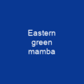 Eastern green mamba