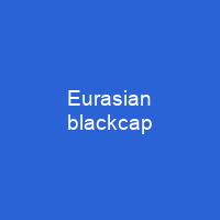 Eurasian blackcap