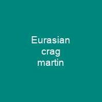 Eurasian crag martin