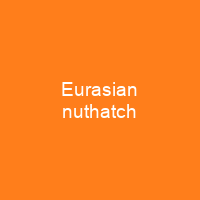 Eurasian nuthatch