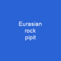 Eurasian rock pipit