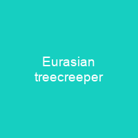 Eurasian treecreeper