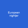 European nightjar