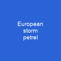 European storm petrel