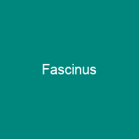 Fascinus