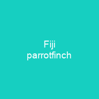 Fiji parrotfinch