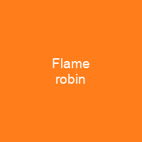 Flame robin