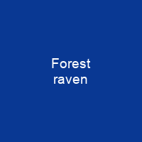 Forest raven