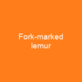 Fork-marked lemur