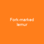 Fork-marked lemur