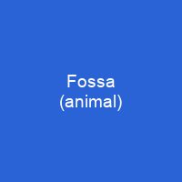 Fossa (animal)
