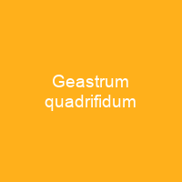 Geastrum quadrifidum