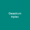 Geastrum triplex