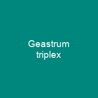 Geastrum triplex