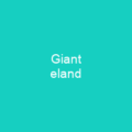 Giant eland