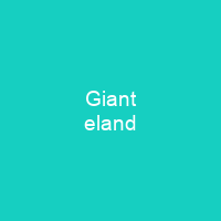 Giant eland