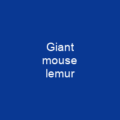 Malagasy mountain mouse