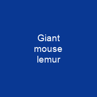 Giant mouse lemur