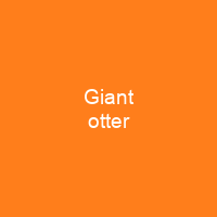 Giant otter
