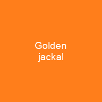 Golden jackal