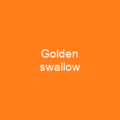 Golden swallow
