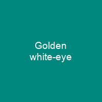 Golden white-eye