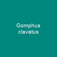 Gomphus clavatus