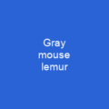 Gray mouse lemur