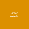 Green rosella