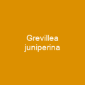 Grevillea juniperina