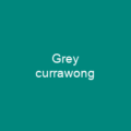 Grey currawong