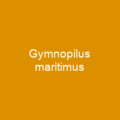 Gymnopilus maritimus