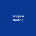 Hoopoe starling