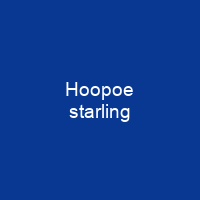 Hoopoe starling